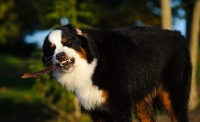 Picture of Bernese Mountain Dog chewing stick