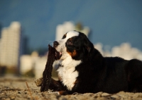 Picture of Bernese Mountain Dog chewing stick on beach