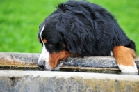 Picture of Bernese Mountain Dog drinking