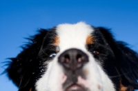 Picture of Bernese Mountain Dog face against blue sky