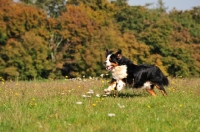 Picture of Bernese Mountain Dog, free in field
