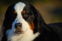 Picture of Bernese Mountain Dog head study