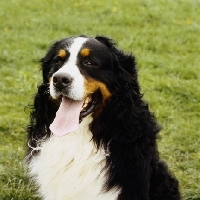Picture of bernese mountain dog head study