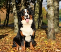 Picture of Bernese Mountain Dog in autumn