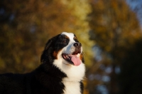 Picture of Bernese Mountain Dog in autumn