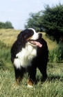 Picture of bernese mountain dog in countryside