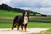 Picture of Bernese Mountain Dog in countryside