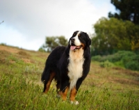 Picture of Bernese Mountain Dog in grass