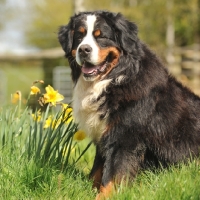 Picture of Bernese Mountain Dog in spring