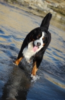 Picture of Bernese Mountain Dog in water