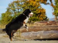 Picture of Bernese Mountain Dog jumping on log