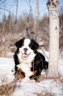 Picture of Bernese Mountain Dog laying in snow