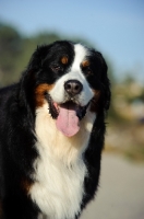 Picture of Bernese Mountain Dog looking at camera