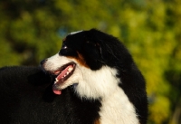 Picture of Bernese Mountain Dog looking away