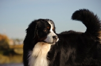 Picture of Bernese Mountain Dog looking away