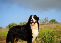 Picture of Bernese Mountain Dog looking away