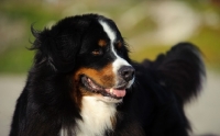 Picture of Bernese Mountain Dog looking away