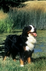 Picture of bernese mountain dog looking joyous