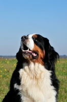 Picture of Bernese Mountain Dog, looking up