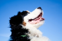 Picture of Bernese Mountain Dog looking up into blue sky