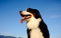 Picture of Bernese Mountain Dog, low angle