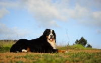 Picture of Bernese Mountain Dog lying down