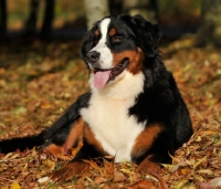 Picture of Bernese Mountain Dog lying down