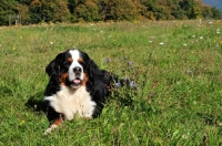Picture of Bernese Mountain Dog, lying in field