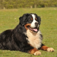 Picture of Bernese Mountain Dog lying on grass