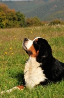 Picture of Bernese Mountain Dog, lying on grass