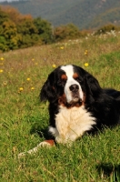Picture of Bernese Mountain Dog, lying on a hill