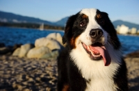 Picture of Bernese Mountain Dog near beach