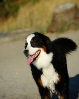 Picture of Bernese Mountain Dog near beach