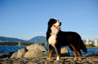 Picture of Bernese Mountain Dog on beach