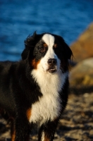 Picture of Bernese Mountain Dog on beach
