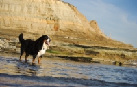 Picture of Bernese Mountain Dog on coast