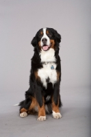 Picture of Bernese Mountain Dog on grey background