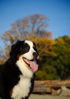 Picture of Bernese Mountain Dog portrait
