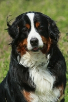 Picture of Bernese Mountain Dog portrait