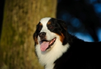 Picture of Bernese Mountain Dog portrait