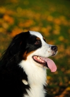 Picture of Bernese Mountain Dog profile