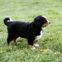 Picture of bernese mountain dog pup standing