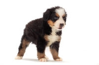 Picture of bernese Mountain dog puppy in studio