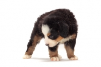 Picture of bernese Mountain dog puppy looking down