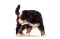 Picture of bernese Mountain dog puppy on white background