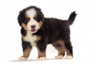 Picture of bernese Mountain dog puppy, on white background, looking at camera