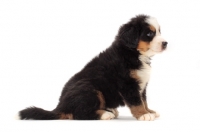 Picture of bernese Mountain dog puppy, side view