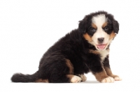 Picture of bernese Mountain dog puppy sitting on white background