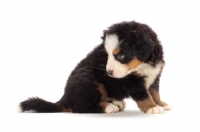 Picture of bernese Mountain dog puppy sitting on white background