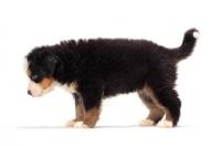 Picture of bernese Mountain dog puppy standing on hite background, side view